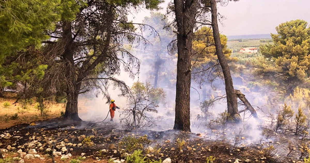 Gargano: l’aumento della vegetazione dopo le piogge potrebbe essere rischio incendi Incendio Vieste