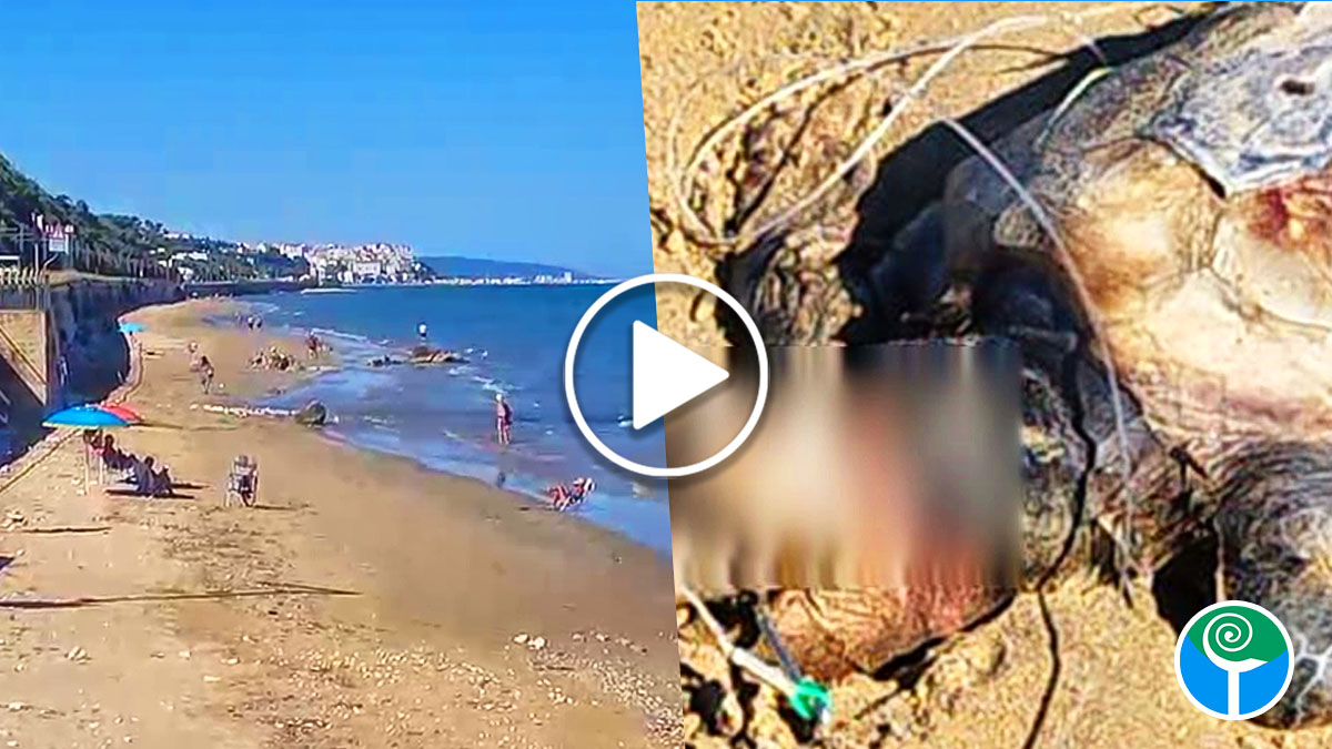 Tartaruga morta sul litorale di Rodi Garganico: la carcassa trovata con amo in bocca Tartaruga morta sul litorale di Rodi Garganico: la carcassa trovata con amo in bocca