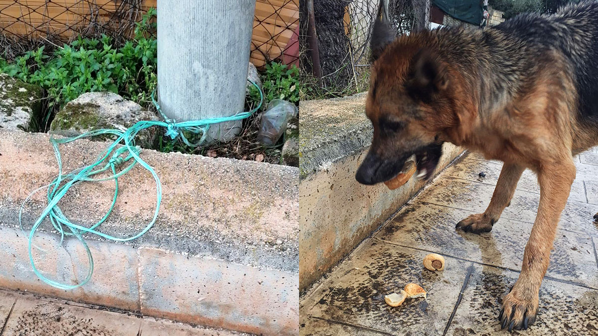 Abbandonato e legato ad un palo sotto la pioggia: cane salvato a Cagnano Varano Abbandonato e legato ad un palo sotto la pioggia: cane salvato a Cagnano Varano