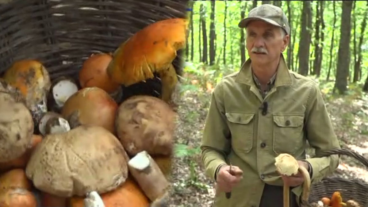 I funghi della Foresta Umbra nel servizio di Striscia la Notizia I funghi della Foresta Umbra nel servizio di Striscia la Notizia