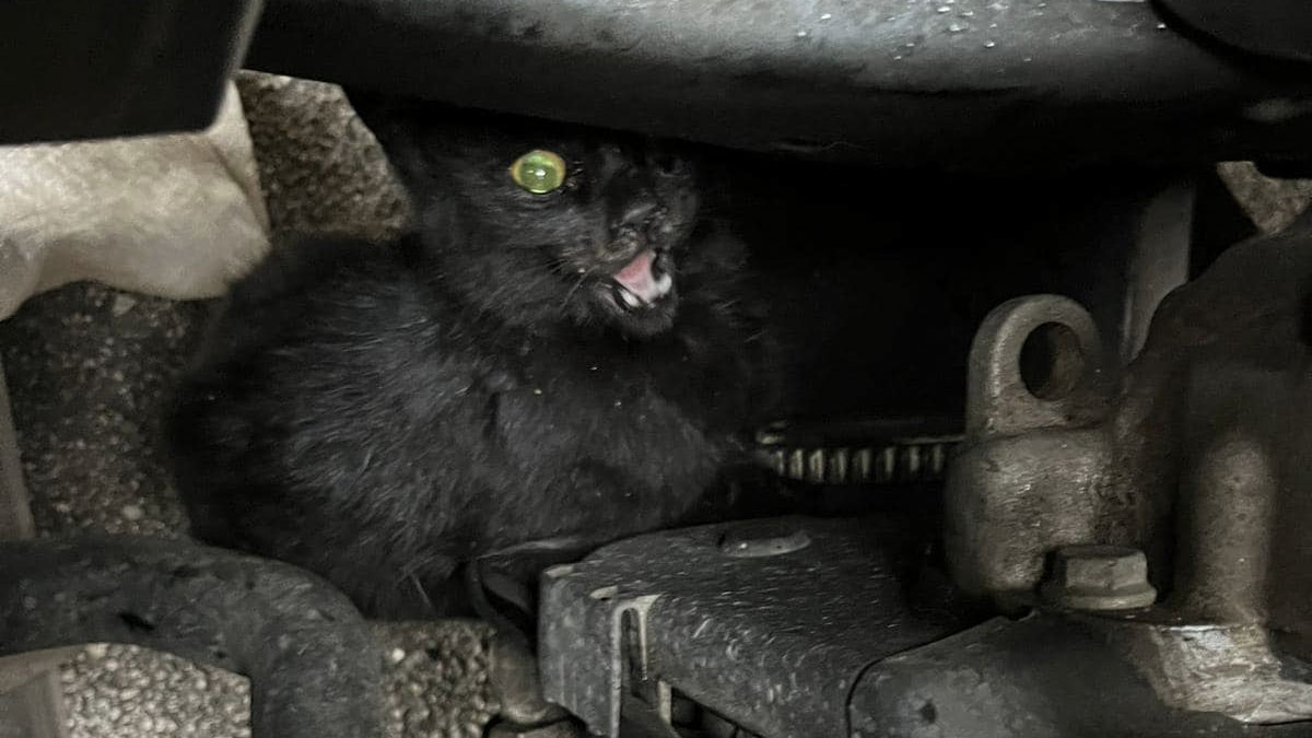 Cagnano Varano, gatto incastrato nel motore di un’auto: salvato in tempo, potrà essere adottato Cagnano Varano, gatto incastrato nel motore di un’auto: salvato in tempo, potrà essere adottato