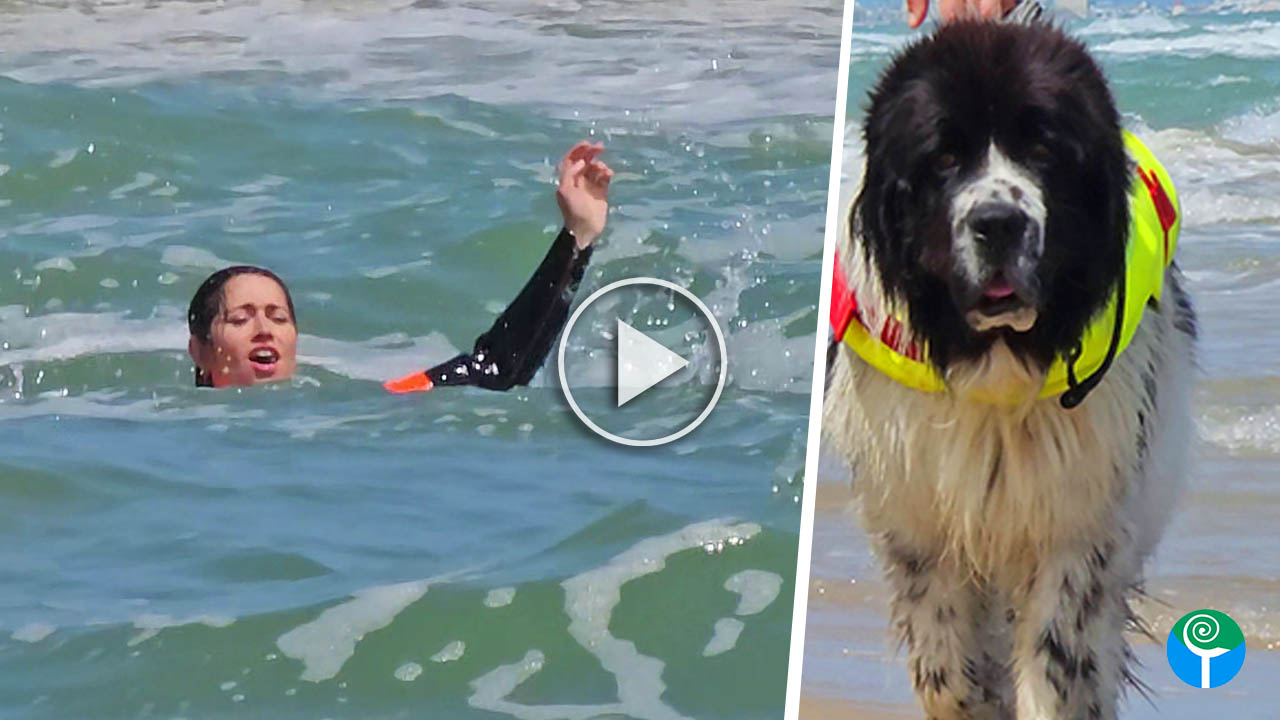 Eroi a quattro zampe in azione: cani salvataggio conquistano San Menaio (VIDEO) cani salvataggio