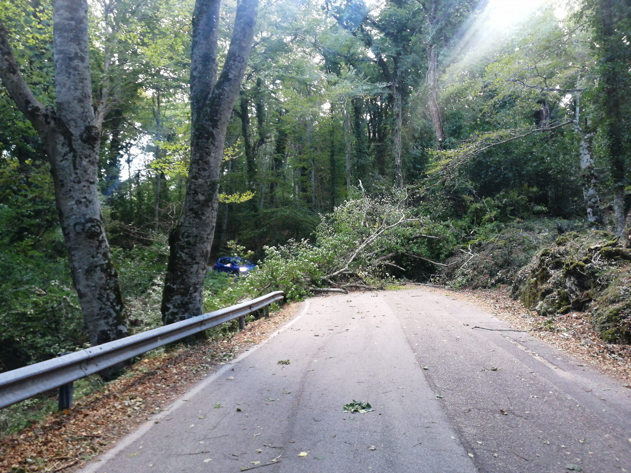 Vento forte sul Gargano, alberi caduti in Foresta Umbra Vento forte sul Gargano, alberi caduti in Foresta Umbra