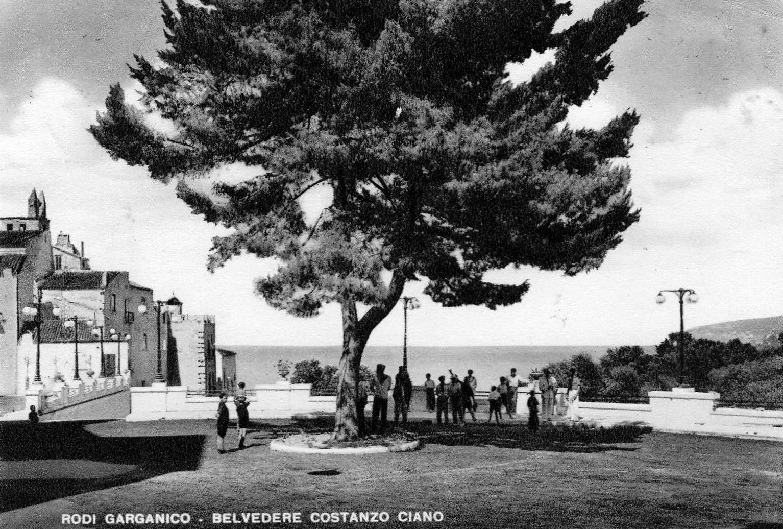Il maestoso pino d’Aleppo di Rodi Garganico dichiarato albero monumentale Il maestoso pino d’Aleppo di Rodi Garganico dichiarato albero monumentale