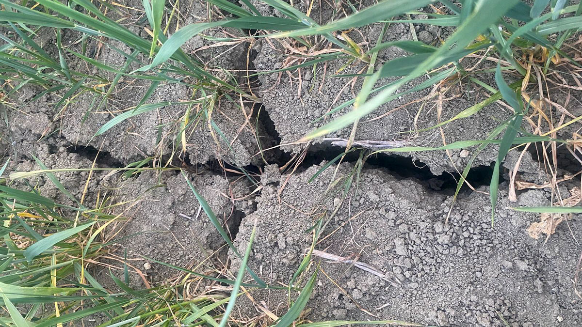 Campi assetati in tutta la regione: “La siccità sta ‘bruciando’ la nostra agricoltura” Campi assetati in tutta la regione: “La siccità sta ‘bruciando’ la nostra agricoltura”