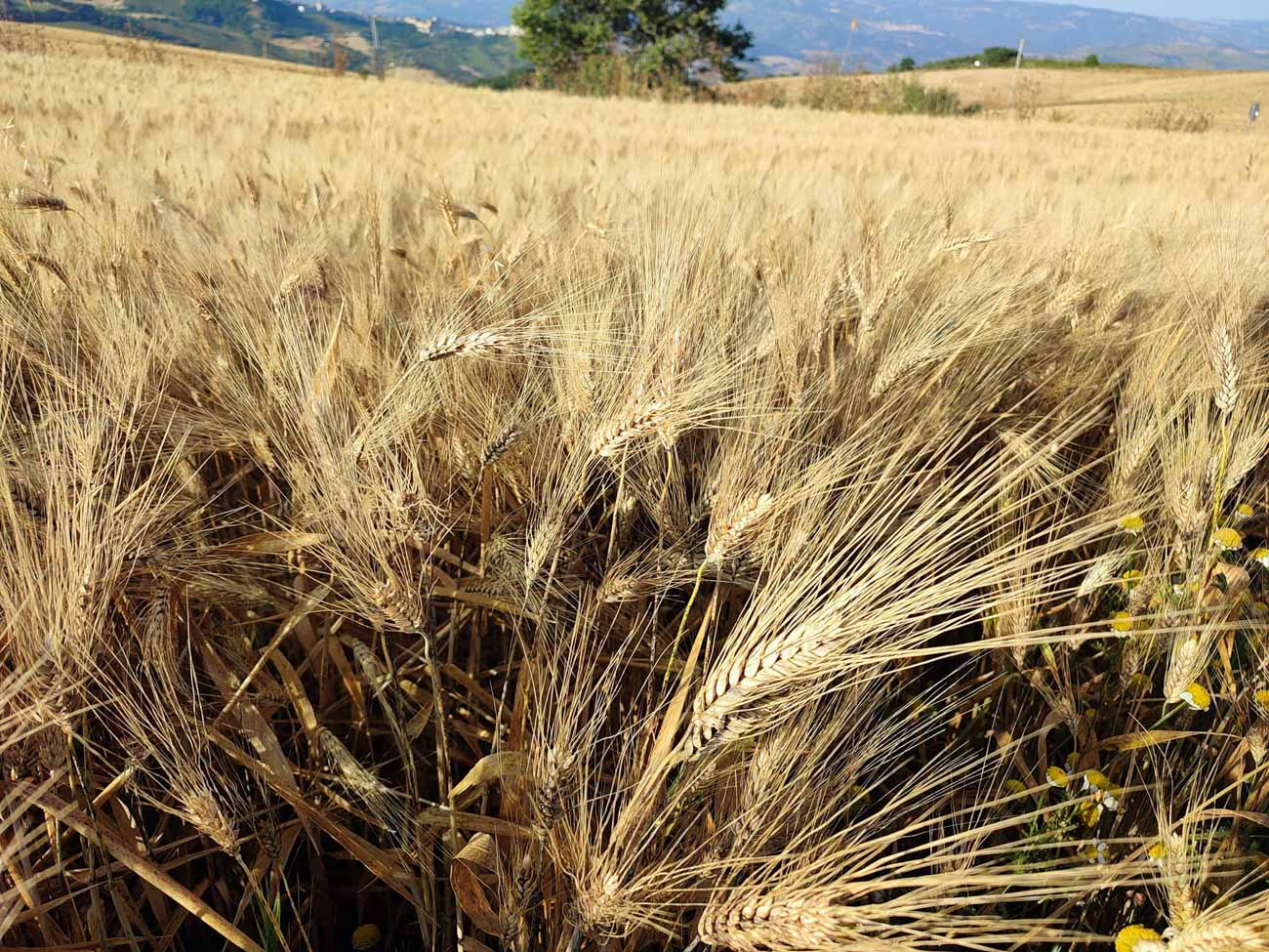 “Agricoltura in crisi, costi di produzione alle stelle per la guerra” afferma CIA Puglia “Agricoltura in crisi, costi di produzione alle stelle per la guerra” afferma CIA Puglia