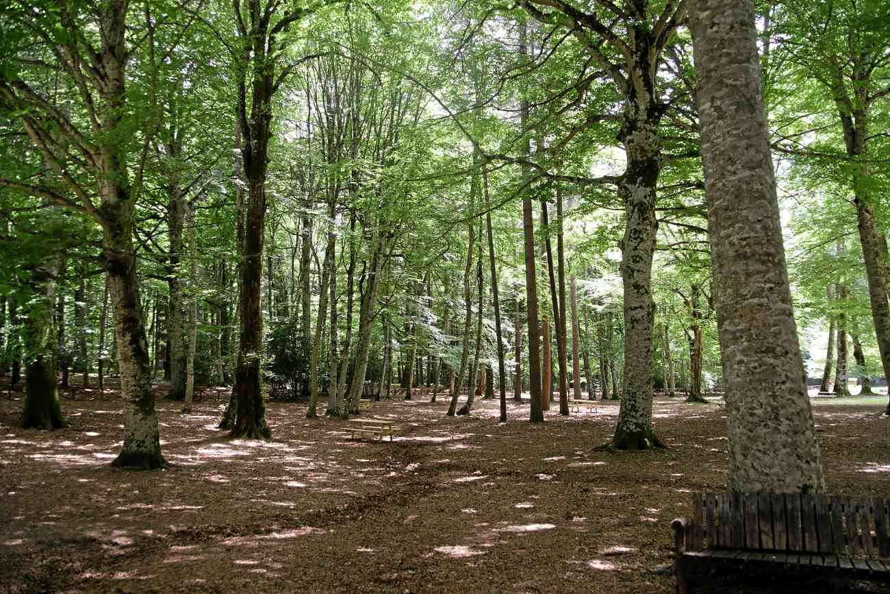 Parco Nazionale del Gargano: al via il progetto per formare le sentinelle della biodiversità Parco Nazionale del Gargano: al via il progetto per formare le sentinelle della biodiversità
