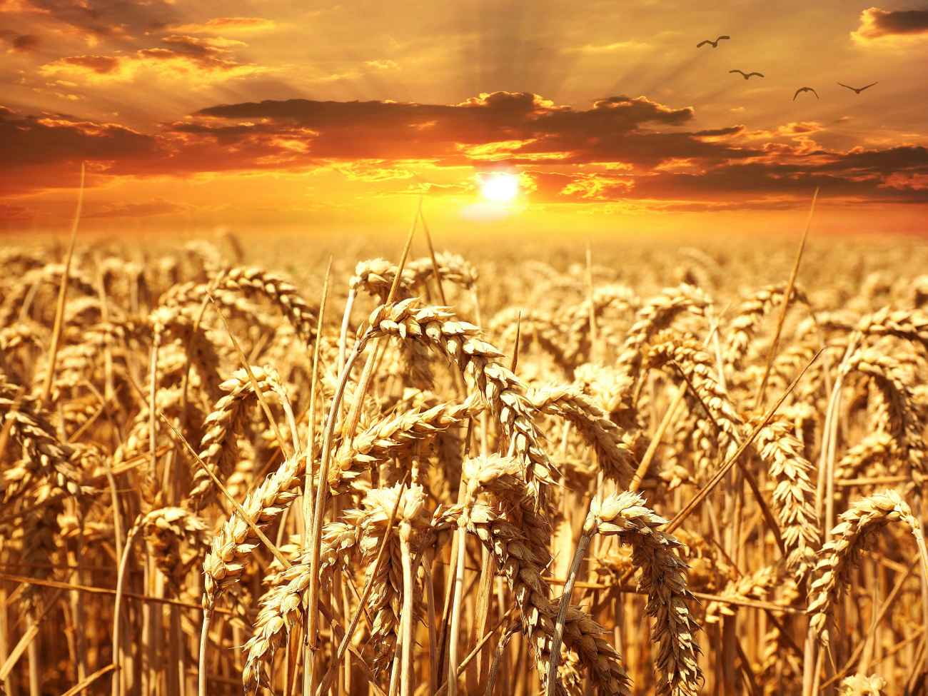 Foggia celebra il grano e la cultura agroalimentare con “Dal Tavoliere alla Tavola” Foggia celebra il grano e la cultura agroalimentare con “Dal Tavoliere alla Tavola”