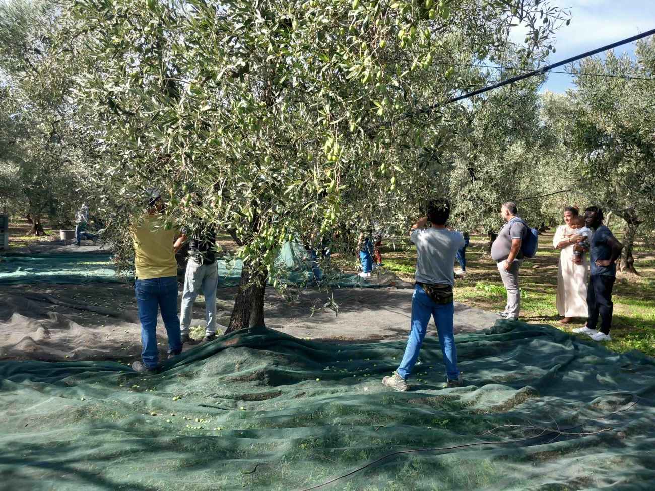 Campagne pulite e rigogliose, Orsara di Puglia firma il Protocollo Demetra Campagne pulite e rigogliose, Orsara di Puglia firma il Protocollo Demetra