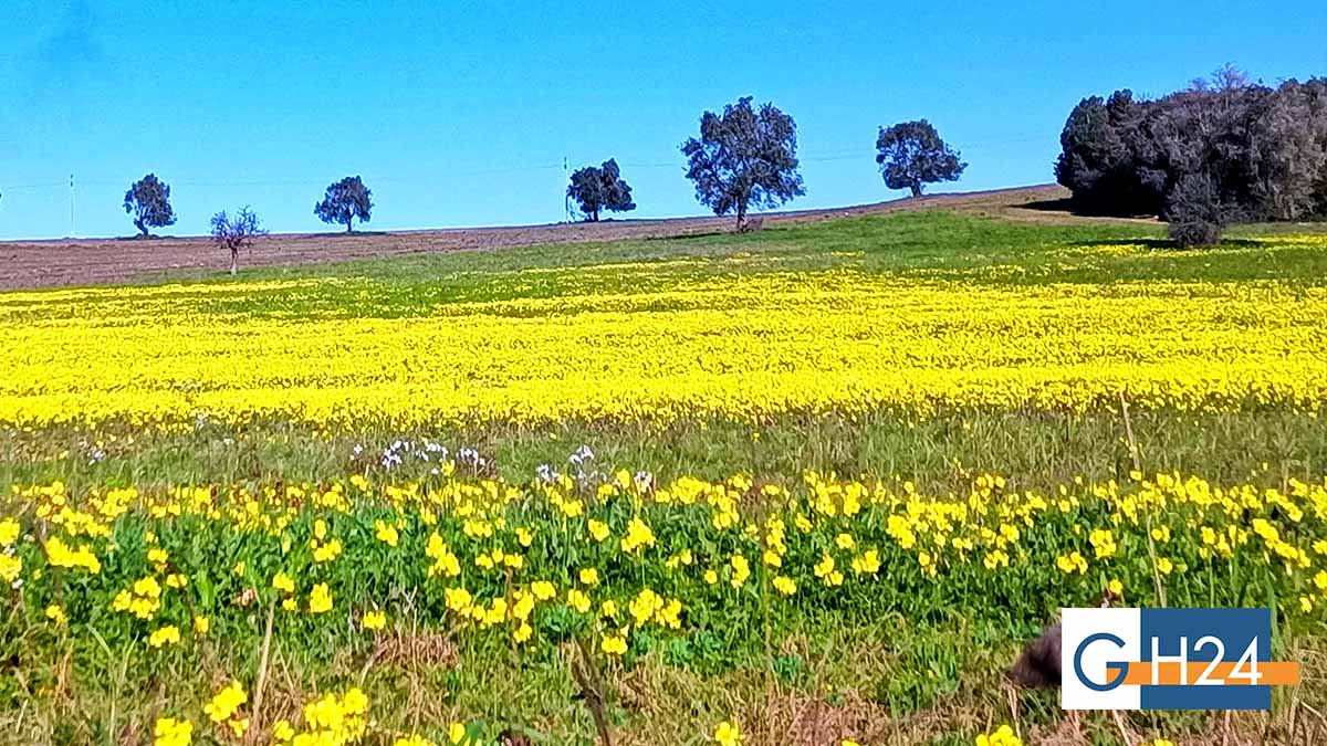 Assaggio di primavera in Capitanata, previsti picchi di 20 gradi Assaggio di primavera in Capitanata, previsti picchi di 20 gradi