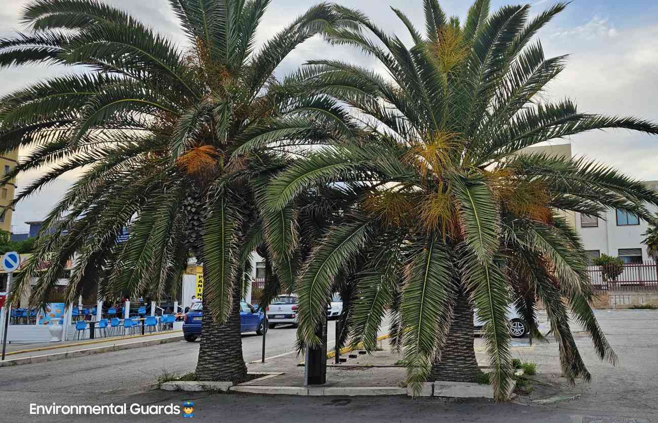 Manfredonia, palme senza manutenzione. Guardie Ambientali Italiane: “Pericolo incolumità pubblica” Manfredonia, palme senza manutenzione. Guardie Ambientali Italiane: “Pericolo incolumità pubblica”