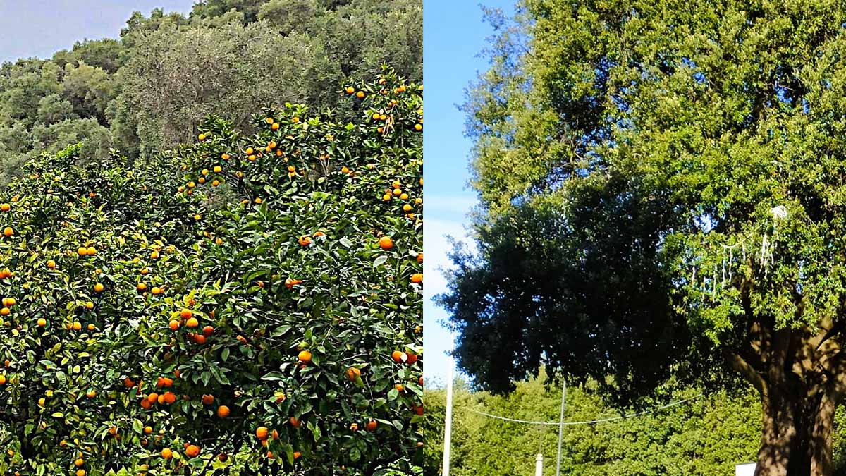 Suoni d’Umbra: un inno alla Pace e alla Natura negli ultimi due appuntamenti Suoni d’Umbra: un inno alla Pace e alla Natura negli ultimi due appuntamenti