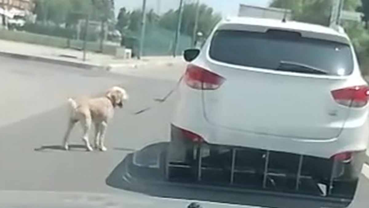 Cane al guinzaglio trascinato da un’auto, bufera sui social Cane al guinzaglio trascinato da un’auto, bufera sui social
