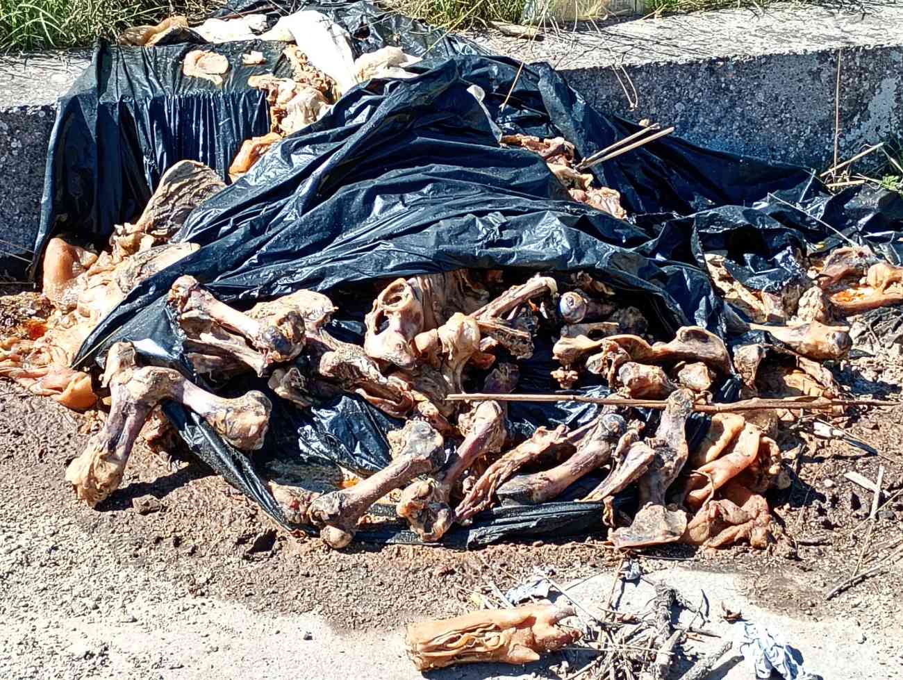 Rifiuti abbandonati, paesaggi deturpati: la denuncia di Marasco nella Giornata per la Custodia del Creato Rifiuti abbandonati, paesaggi deturpati: la denuncia di Marasco nella Giornata per la Custodia del Creato