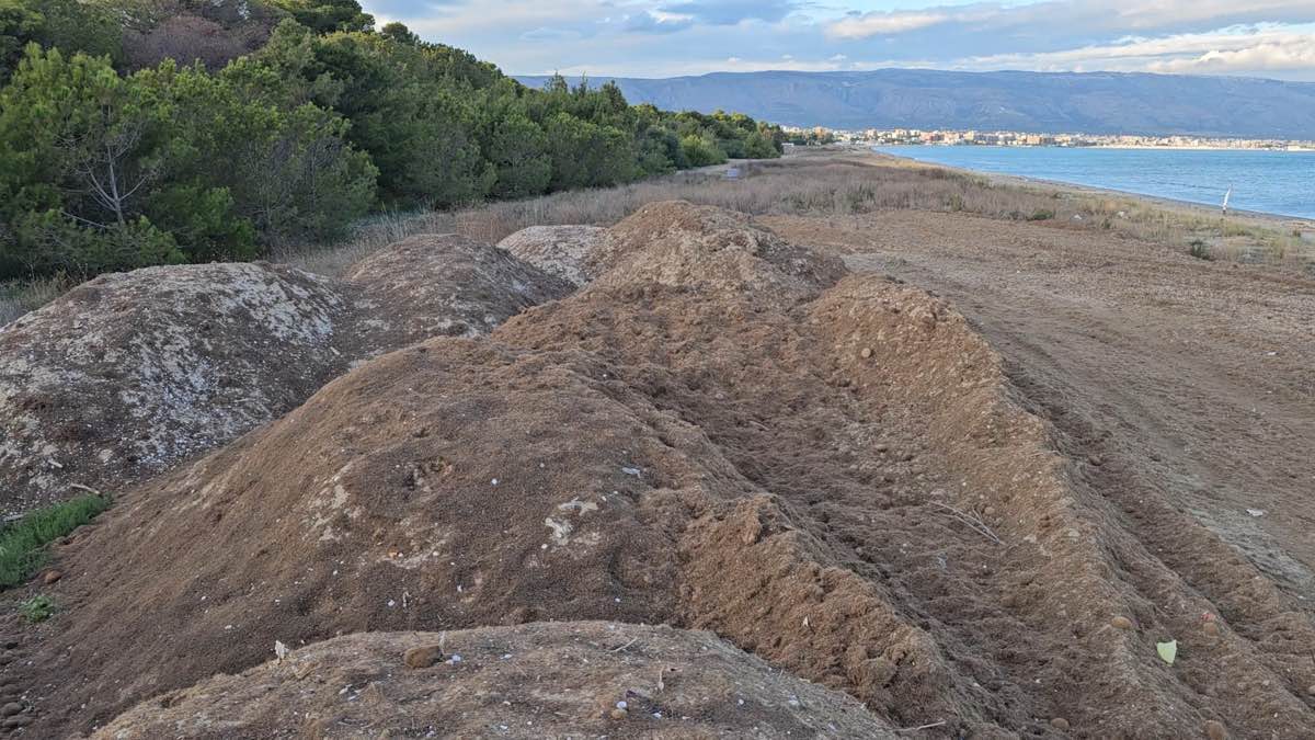 Manfredonia, montagne di Posidonia in alcuni tratti di costa. La denuncia delle Guardie Ambientali Italiane Manfredonia, montagne di Posidonia in alcuni tratti di costa. La denuncia delle Guardie Ambientali Italiane