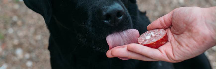 Avvelenamento di cani a Vico del Gargano: il sindaco condanna il gesto vile Avvelenamento di cani a Vico del Gargano: il sindaco condanna il gesto vile