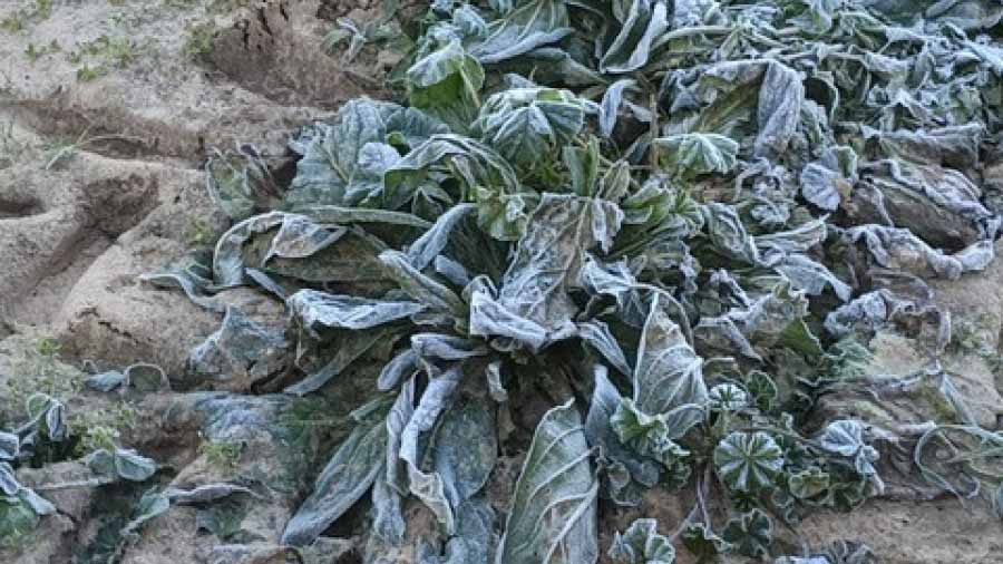 Ortaggi pugliesi in ginocchio dopo le notti di brina Ortaggi pugliesi in ginocchio dopo le notti di brina