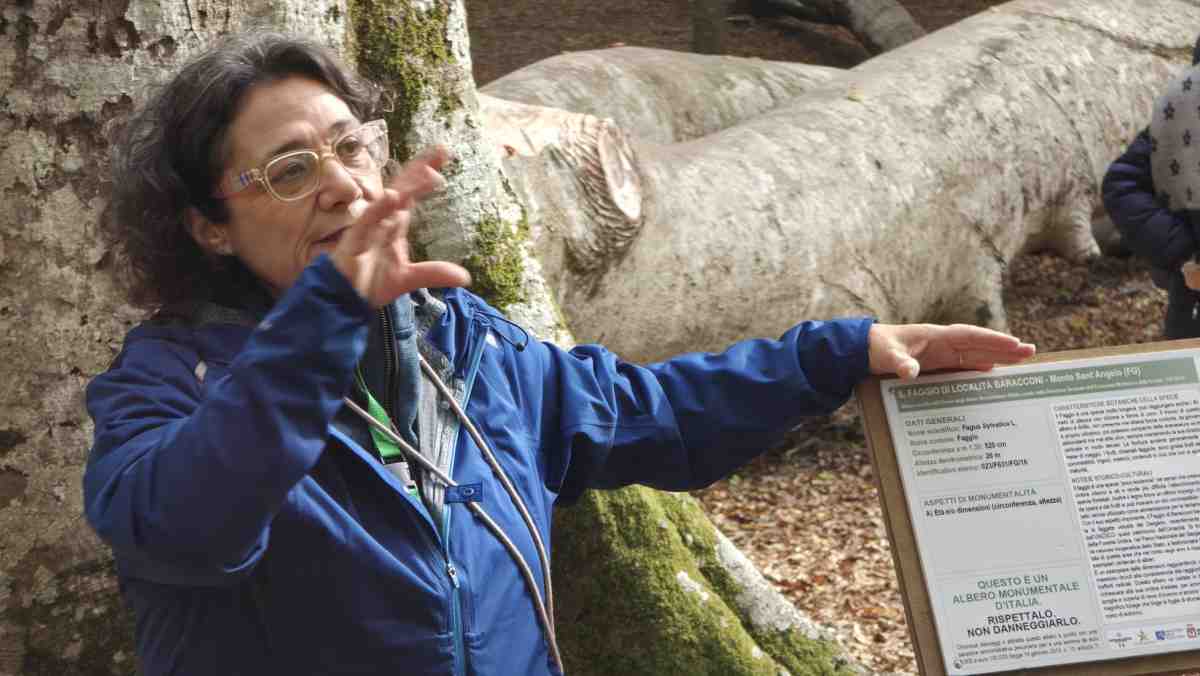 Tra i patriarchi arborei della Foresta Umbra: Ida D’Errico guida un viaggio nella meraviglia Tra i patriarchi arborei della Foresta Umbra: Ida D’Errico guida un viaggio nella meraviglia
