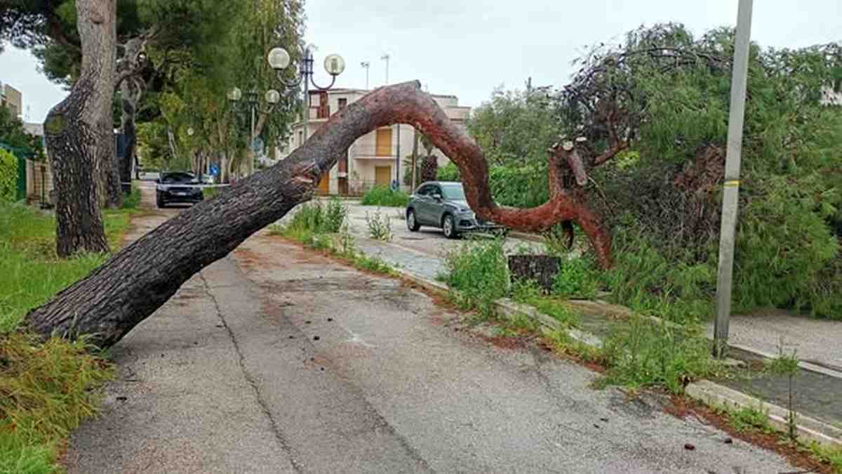 A Siponto dieci pini abbattuti dal maltempo A Siponto dieci pini abbattuti dal maltempo