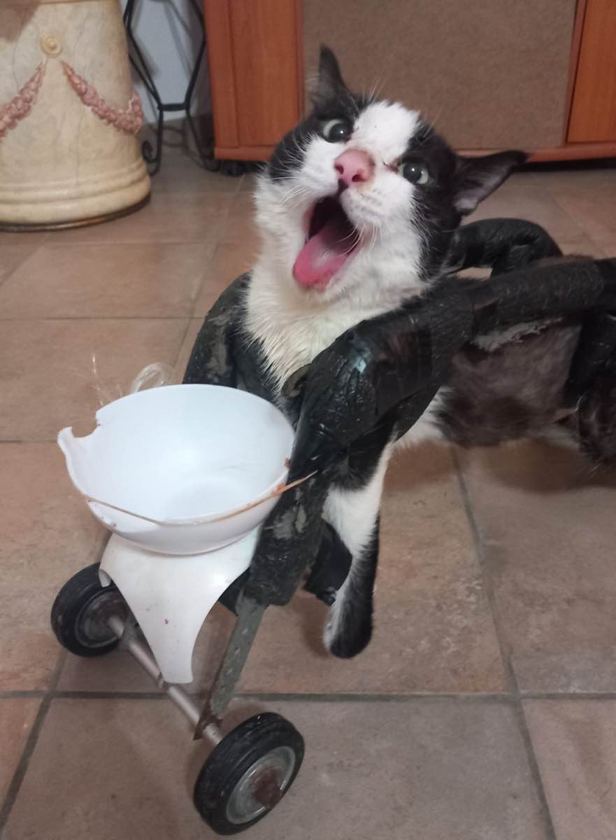 Addio a Traballino, il gatto social simbolo di amore e resilienza Addio a Traballino, il gatto social simbolo di amore e resilienza