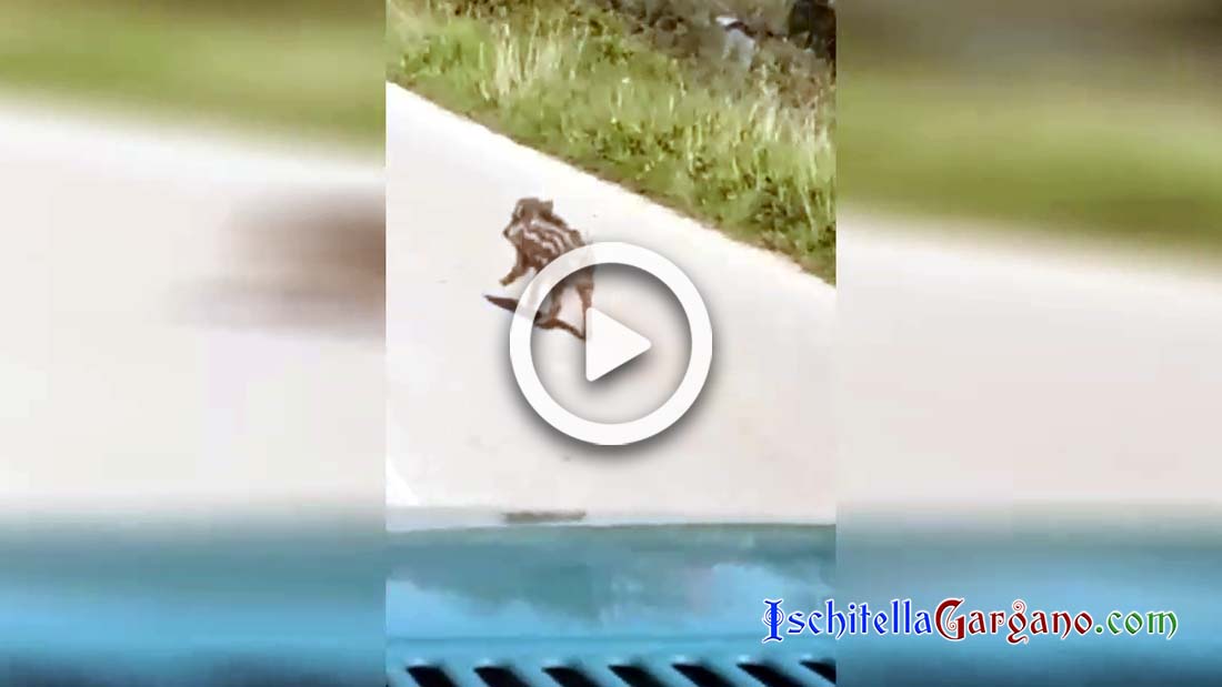Ischitella, cucciolo di cinghiale impaurito invade la strada rischiando la morte Cinghiale Gargano