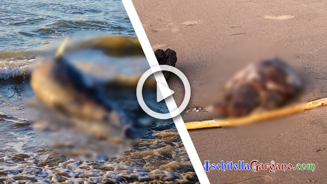 Spiaggiamento Delfino Tartaruga