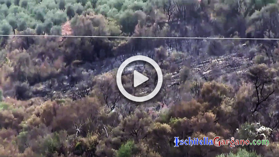 Spente le fiamme tra Ischitella e Carpino: andati in fumo 80 ettari di bosco e macchia mediterranea Incendio Ischitella Carpino