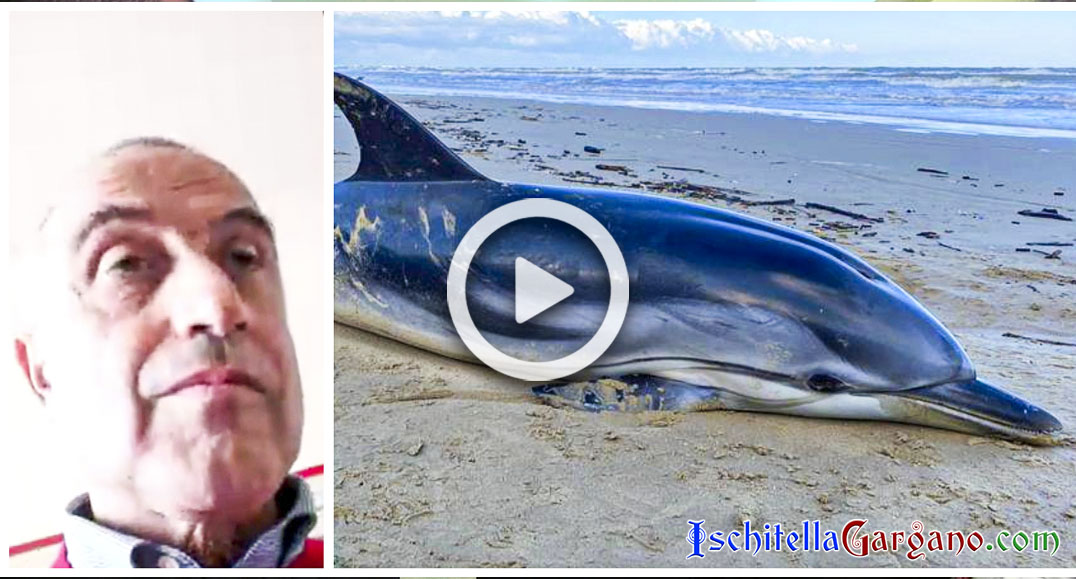 Spiaggiamento Stenella a Rodi Garganico: è morta per malattia infettiva Dott. Alberto Abbenante