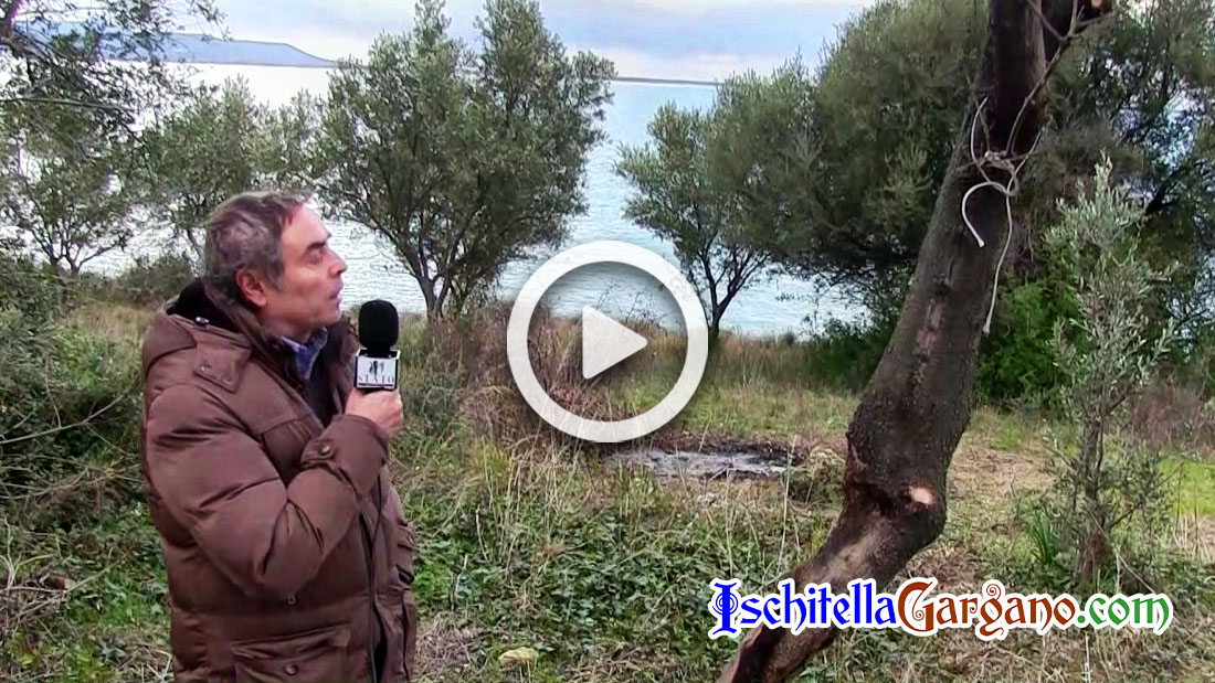 Cagnano Varano, il lupo impiccato potrebbe non essere stato ucciso Lupo Cagnano