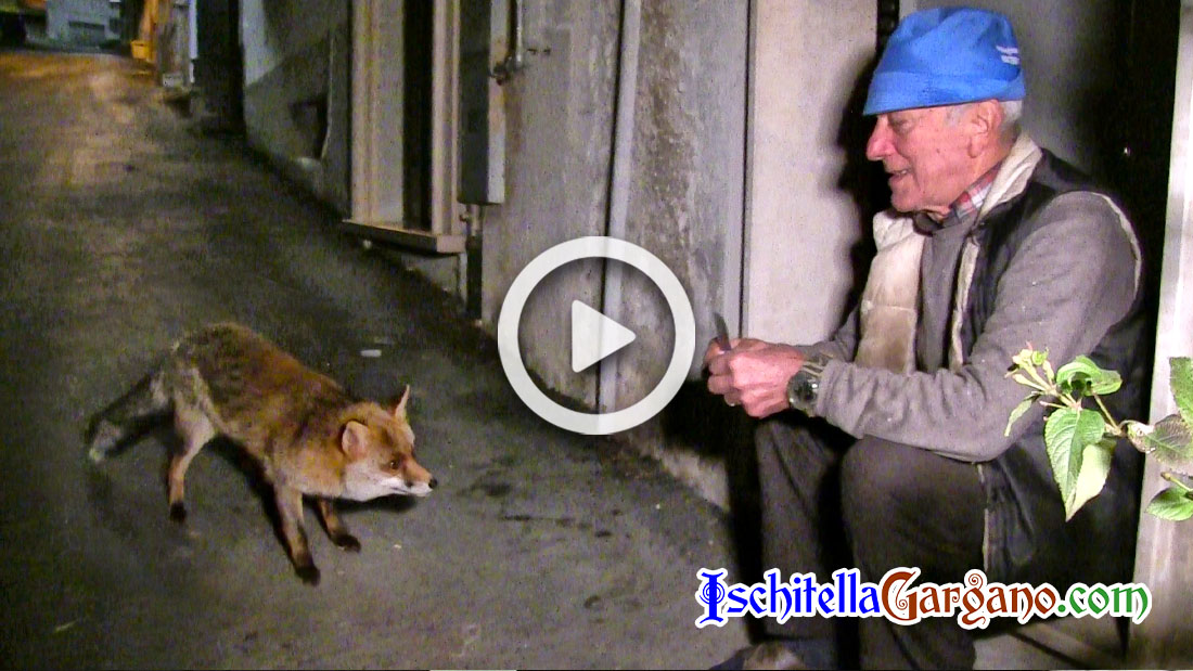 L’incredibile storia della volpe Carolina, da tre anni amica di un intero quartiere Volpe Ischitella