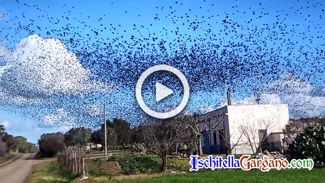 La meravigliosa danza degli storni nei cieli del Gargano: il video mozzafiato Storni Gargano