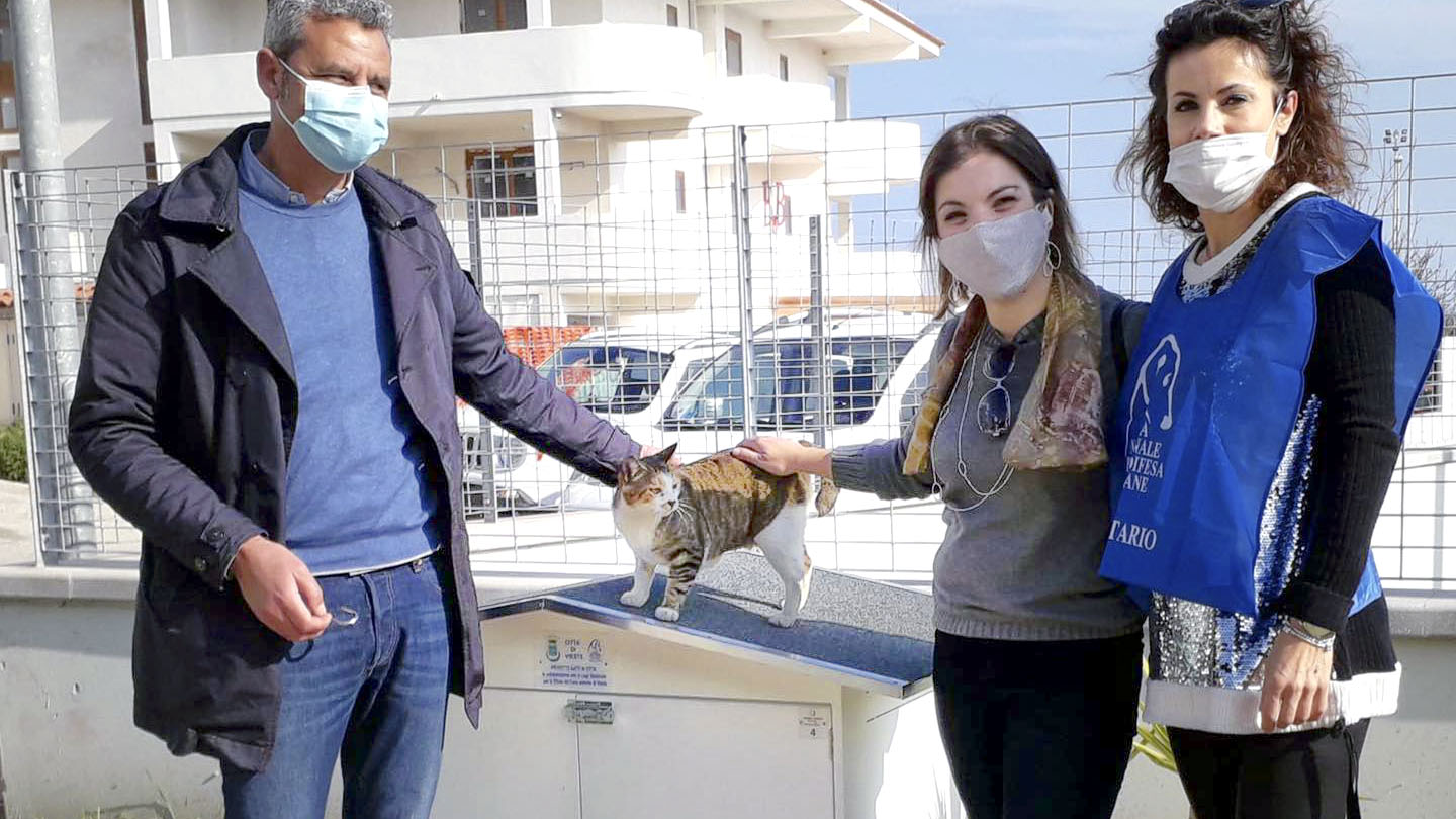 Vieste, partito il progetto “Gatti in Citta” che tutela animali e ambiente Vieste, partito il progetto “Gatti in Citta” che tutela animali e ambiente