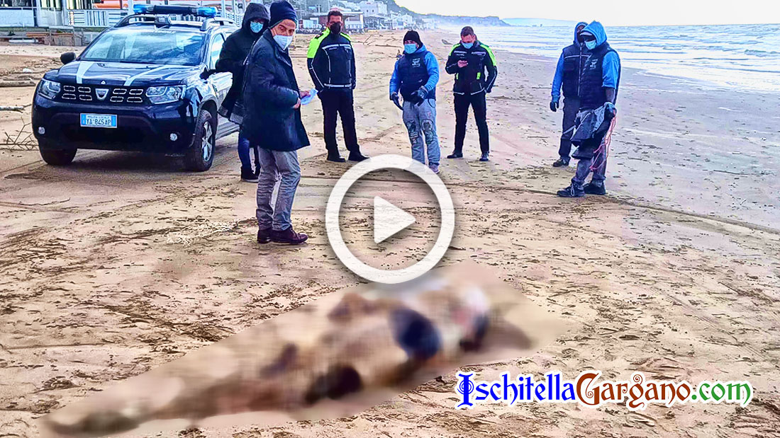 Gargano, trovato morto un grande delfino. In due giorni spiaggiate 5 tartarughe Gargano, trovato morto un grande delfino. In due giorni spiaggiate 5 tartarughe