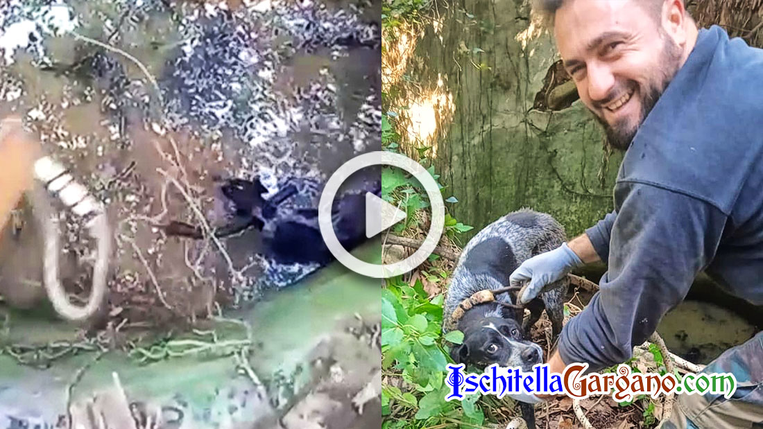 Ischitella, cane cade in un pozzo. Il salvataggio eroico (FOTO e VIDEO) Ischitella, cane cade in un pozzo. Il salvataggio eroico (FOTO e VIDEO)