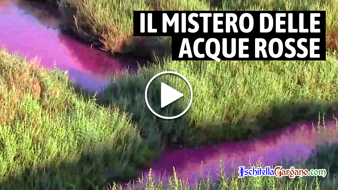 Il misterioso (e inquietante) fenomeno dell’acqua rossa nelle paludi di Varano Acque rosse Lago varano