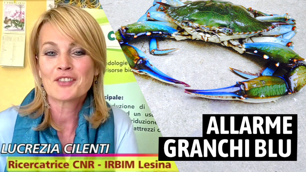 Lucrezia Cilenti granchi blu