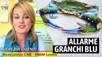 Lucrezia Cilenti granchi blu