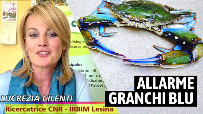 Lucrezia Cilenti granchi blu