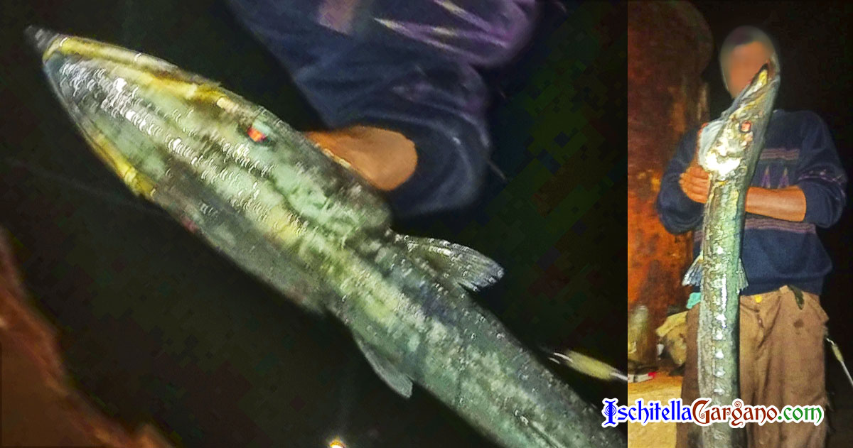 barracuda-foce-varano