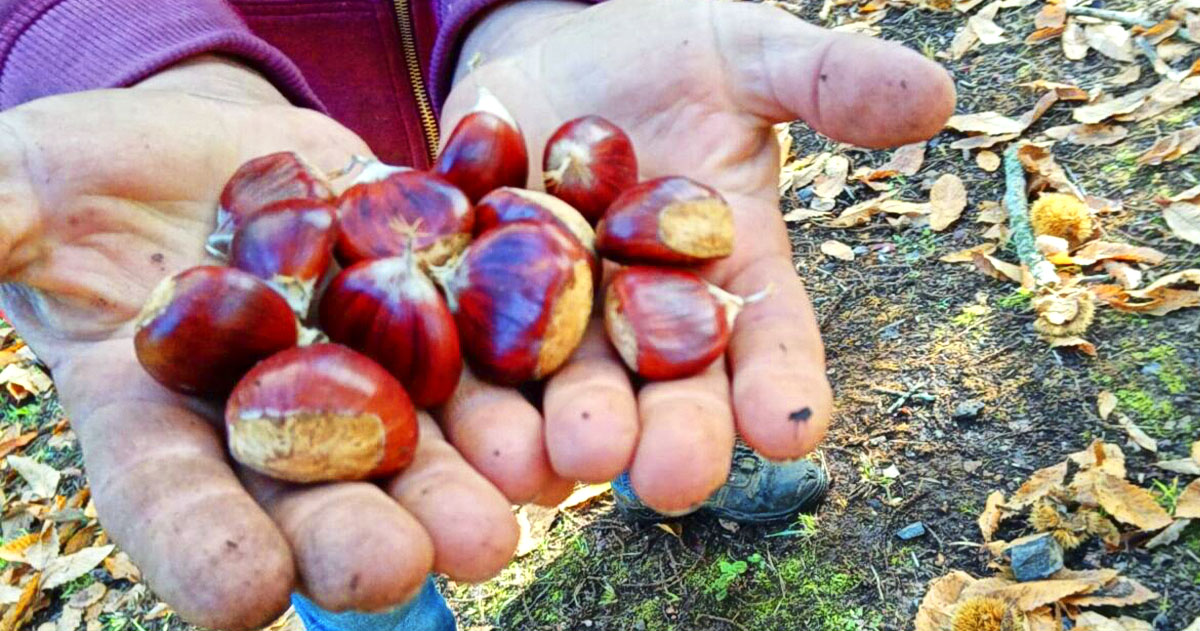 castagne-pugliesi Castagne