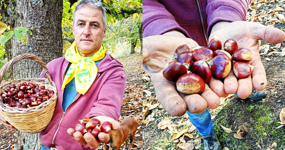 Sul Gargano c’è un eroico agricoltore che sta lottando contro l’estinzione della castagna pugliese Sul Gargano c’è un eroico agricoltore che sta lottando contro l’estinzione della castagna pugliese