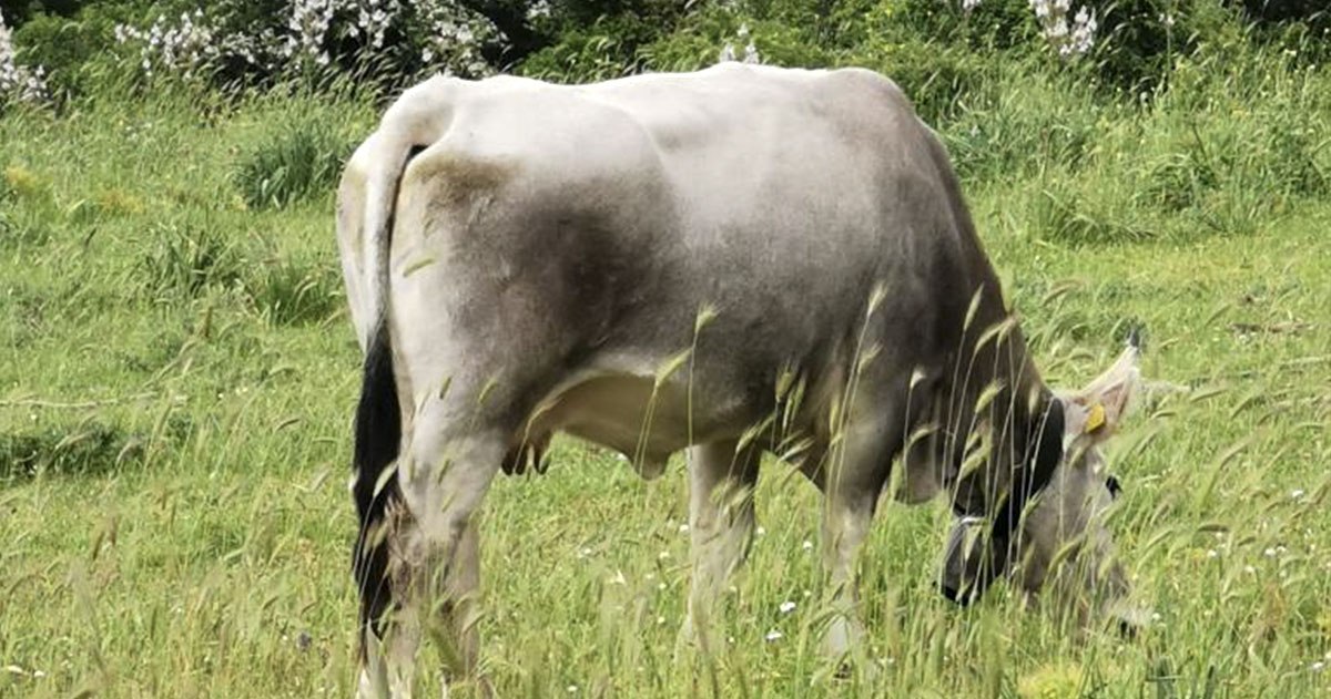 Parco del Gargano, nuovi sostegni agli allevatori per la conservazione della biodiversità Parco del Gargano, nuovi sostegni agli allevatori per la conservazione della biodiversità