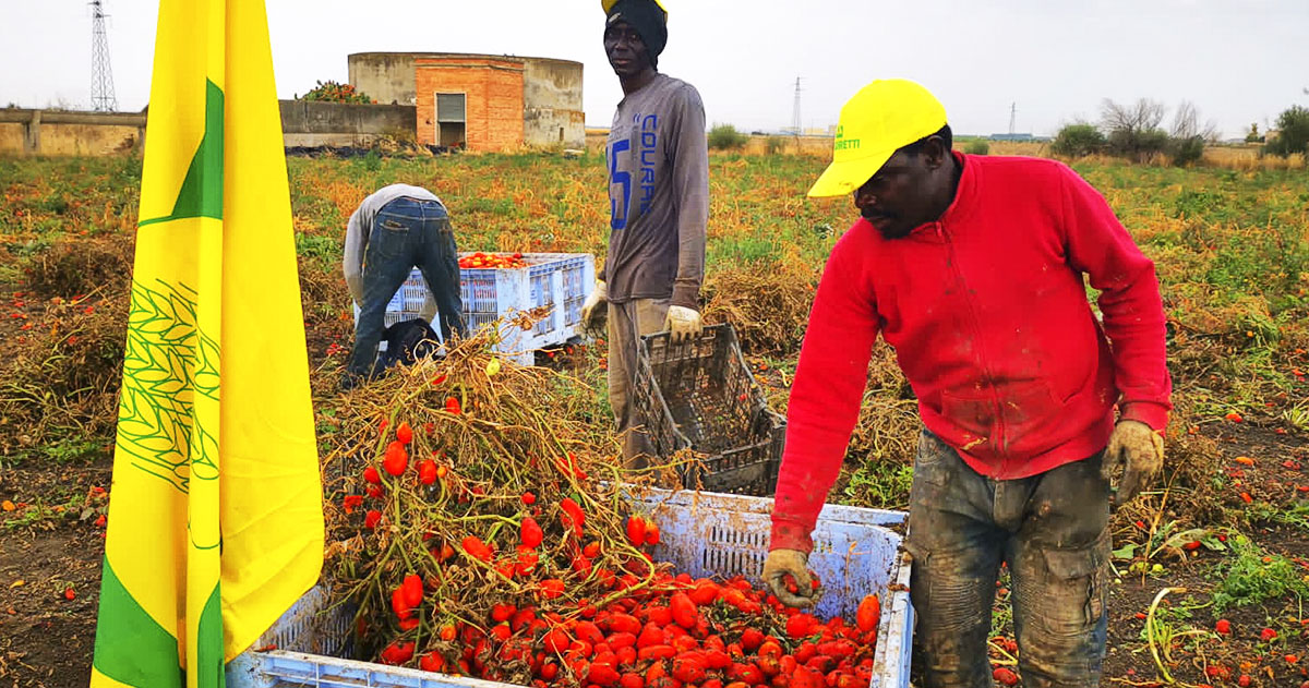 Sos manodopera nei campi: in Puglia mancano 30mila giornate di lavoro Sos manodopera nei campi: in Puglia mancano 30mila giornate di lavoro