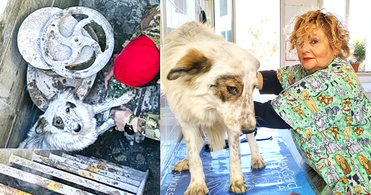 Cane abbandonato e chiuso per giorni in un pozzo: salvato da Carabinieri ed Enpa Cane abbandonato e chiuso per giorni in un pozzo: salvato da Carabinieri ed Enpa