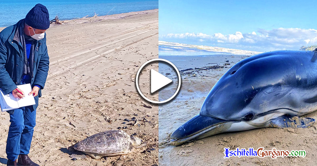 Gargano, il mare mosso trascina in spiaggia un delfino e una tartaruga esanimi Gargano, il mare mosso trascina in spiaggia un delfino e una tartaruga esanimi