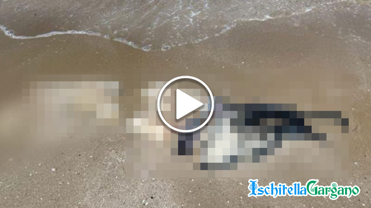 Giallo sul Gargano, trovato cadavere in spiaggia a San Menaio Giallo sul Gargano, trovato cadavere in spiaggia a San Menaio