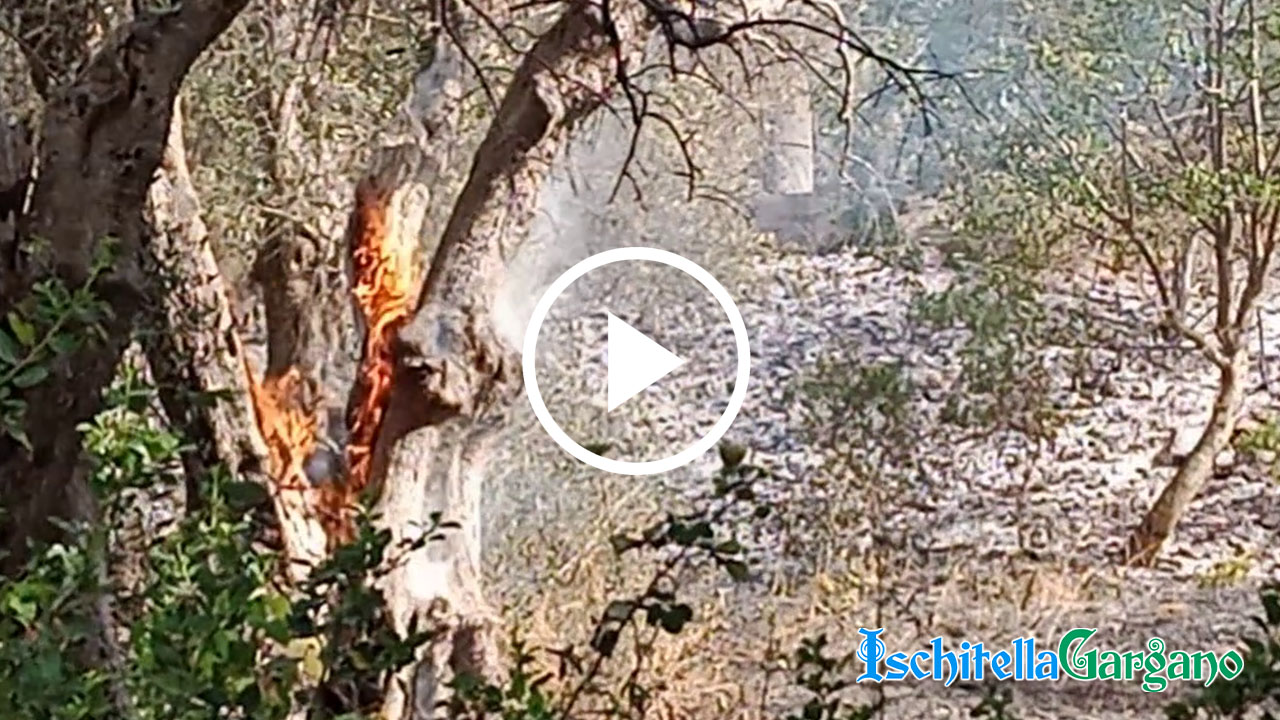 Incendio ad Ischitella, un uliveto divorato dalle fiamme Incendio ad Ischitella, un uliveto divorato dalle fiamme