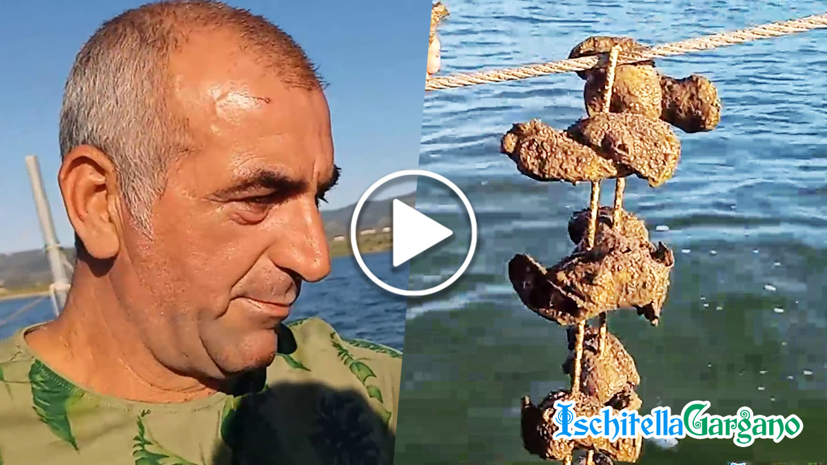 Lago di Varano, siccità frena la produzione delle Ostriche ma le ultime piogge danno respiro Lago di Varano, siccità frena la produzione delle Ostriche ma le ultime piogge danno respiro