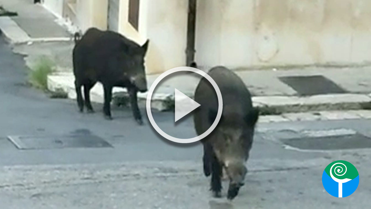 Cinghiali a passeggio nel centro di San Nicandro Garganico – il VIDEO Cinghiali a passeggio nel centro di San Nicandro Garganico – il VIDEO