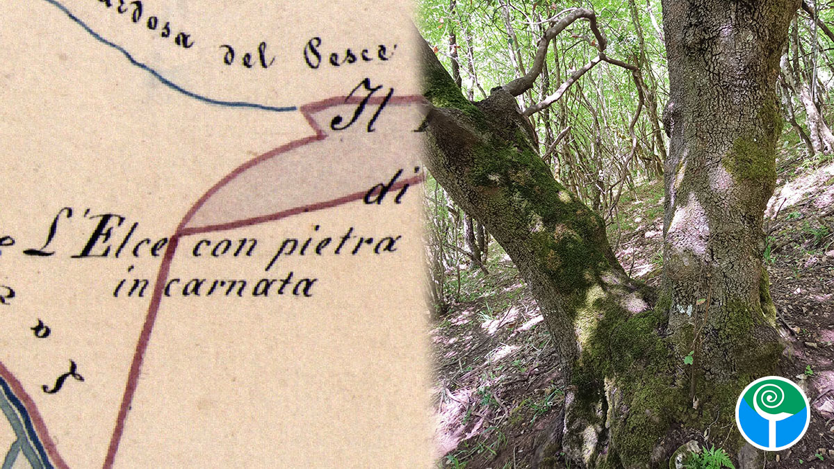 elce-pietra-incarnata